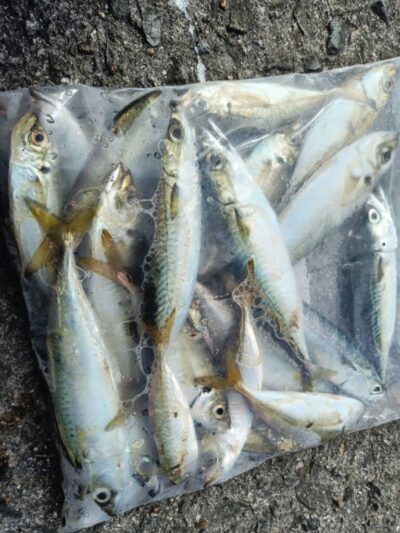 <p>まぁ様 沖の北内向き 足元サビキ 豆〜中アジ・豆〜中サバ！猫のおやつは確保♪</p>