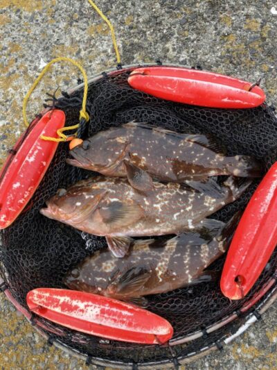 <p>中村様  旧一文字赤灯 エビ撒き釣りで良型アコウ！</p><p>赤灯はガシラも釣れていたようです。白灯はガシラ無しアコウのみ。</p>