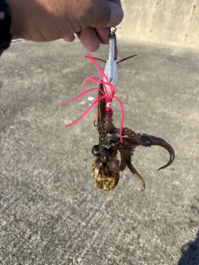 <p>⑨中村様 沖の北内向き タコエギで新子タコ🐙</p>