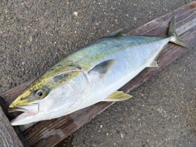 <p>改發様  沖の北 飲ませ釣りでブリ！迎え最終11時、片付けしてる最中の10時55分にミラクルヒット！</p>