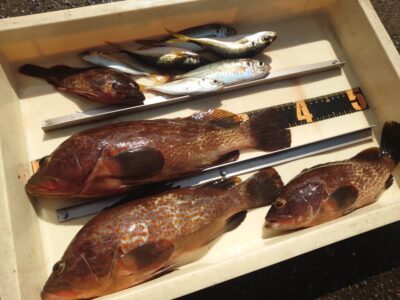 <p>川原鮮魚店様  旧一文字赤灯内向き エビ撒き釣りで良型アコウ37cm！</p>