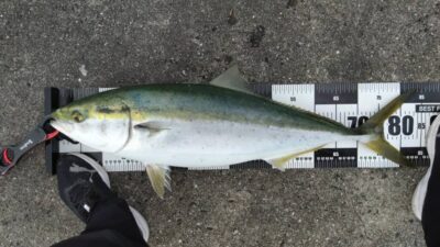 <p>久だこ様  沖の北  Gコンを底から巻上げる必殺技でブリ85cm！8時半頃にヒット</p>