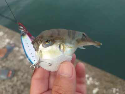 <p>雨も降ったし水温下がってタコ🐙よくなってるかなと思ったんですがそうでもなかったです。大雨で大阪湾奥の苦潮がこっちに流れてきてのか、底の悪い水が混ざって青潮気味なのか…。全体的に良くない。普段見えてるチヌやアオリもほとんど見えないし…。赤灯は弱った根魚がめっちゃ浮いてました。毎年こういうのはあるんでまぁ季節の変わり目って感じですね。今年の秋はなにが来るかな…。</p>