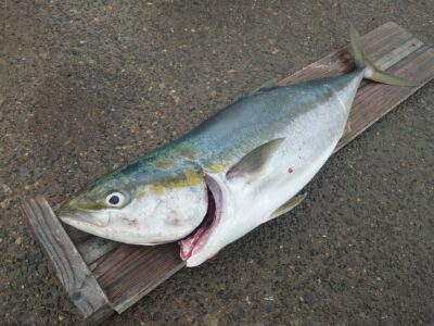 <p>藤澤様  沖の北  セットアッパーでブリ90cm！9時頃にヒット！</p>