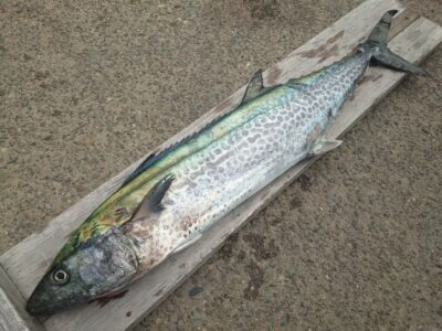 <p>沖の北  セットアッパーでサワラ94cm！！！9時頃にヒット！</p>