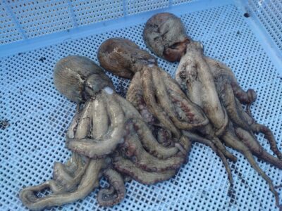 <p>⑨中村様  沖の北内向き タコエギで新子タコ🐙</p>
