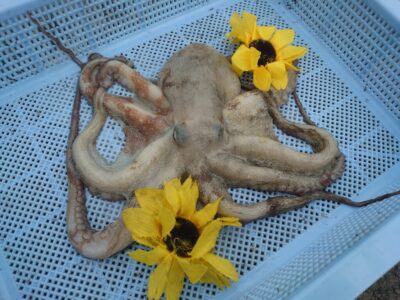 <p>ひまわり🌻様  沖の北 タコエギで新子タコ350g🐙一度バラしてハイエナ狙いされるも無事ゲット♪</p>