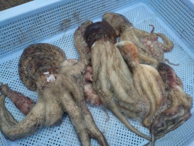 <p>⑨中村様  沖の北内向き タコエギで新子〜600gのタコ🐙</p>