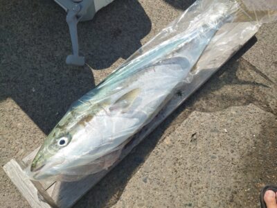 <p>沖の北 ジャックアイ・フリフリバイブでブリ94cm！9時頃にヒット！</p>