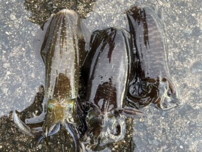 <p>キャプテンギネス　本日の烏賊釣査🦑　沖の北　雨のせいか⁉️イカの活性高く1投目で釣れほぼ同じ場所で3杯釣れました🦑　他の釣りの合間にエギング してみては⁉️</p>