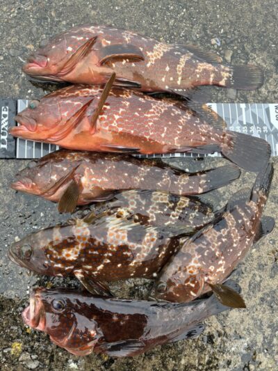 <p>ハネ研会長　福山様　旧一文字白灯　エビ撒き釣りで38cm迄のアコウ7尾🎣　撮影後全てリリース🐟</p>