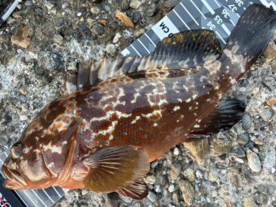 <p>ハネ研会長　福山様　沖の北　エビ撒き釣り　アコウ41.5cm & 35cm🎣　釣り上げたアコウは渡船のお客さんにプレゼント🐟</p>