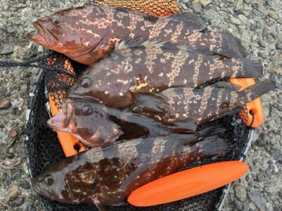 <p>ハネ研会長　福山様　沖の北　エビ撒き釣りでアコウ35cm迄を5尾🎣　撮影後全てリリース🐟</p>