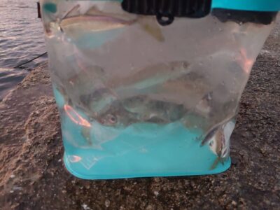 <p>沖の北内向き 足元サビキ 豆〜小アジ・小サバが釣れていました。飲ませ餌現地調達可能です。</p>