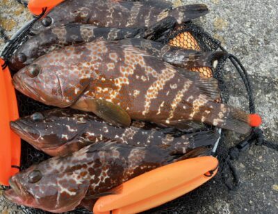<p>福山様 旧一文字 エビ撒き釣りで良型アコウ！最大40.5cm</p>