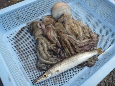 <p>タコ村様  沖の北内向き タコエギで新子〜良型タコ🐙</p>
