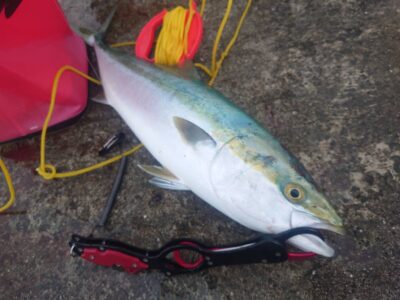<p>沖の北 飲ませ釣りでメジロ！6時すぎにヒット！竿下で釣れてました。足元を回遊してるベイトの下あたり。</p><p>追記、7時前にハマチ追加♪</p>