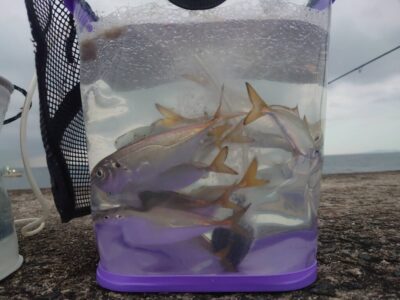 <p>沖の北内向き 足元サビキ  現地調達可能です。暗い時間は釣れにくいので、明るくなりだしたころからやってください。</p>