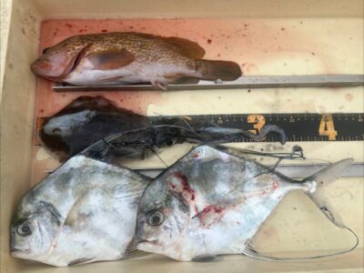 <p>川原鮮魚店様  旧一文字白灯内向き  エビ撒き釣りでアコウとイトヒキアジ！アオリイカもエビ撒きで釣れたそうです♪</p>