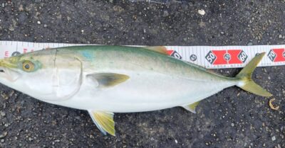 <p>沖の北かなり奥の方  飲ませ釣りでメジロ！6時40分にヒット！</p>