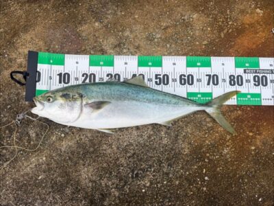 <p>山出様 沖の北最奥 飲ませ釣りでブリ!6時頃にヒット!</p><p>サワラ狙いでハリスの先にワイヤーも入れてたんですがブリ…。ワイヤー入れても青物は食ってくるので入れといたほうがいいですよ。</p>