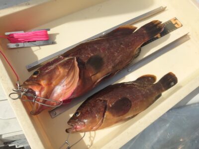 <p>中牟田様 旧一文字赤灯 2番寄りの内向き エビ撒き釣りで良型アコウ40cm！</p>
