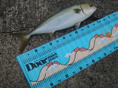 <p>沖の北 ショアジギでメジロ！6時にヒット！</p>