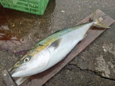 <p>タコ村様  沖の北  飲ませ入れたまま離れた所でタコ釣り→青物ヒット→竿持っていかれる→当人気付かず→しばらくしてルアーの人に竿が引っかかる→なんか魚ついてるで→ブリ85cmでした。</p><p>困ったもんだ。</p>