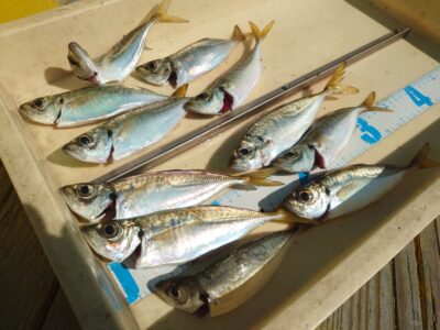 <p>小谷様 沖の北内向き 足元サビキで豆〜中アジ！飲ませのアジ現地調達可能です♪</p><p>早朝にサワラをバラしてお土産はアジとアイブリ…。</p>