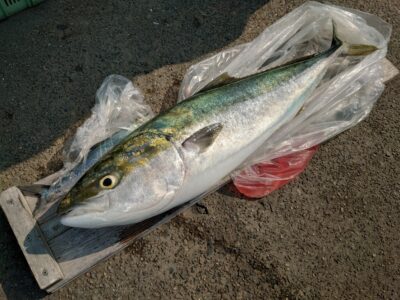 <p>真心様 沖の北奥の方 飲ませ釣りでブリ91cm!8時頃にヒット!</p>
