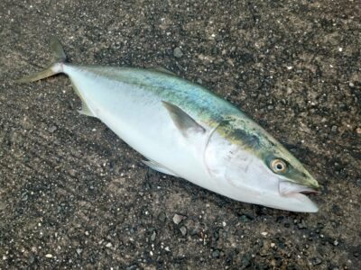 <p>鈴宮様  沖の北奥の方  Gコン底から巻上げでメジロ！9時頃にヒット！お連れさんはポッパーで出たけどかからず…。</p>
