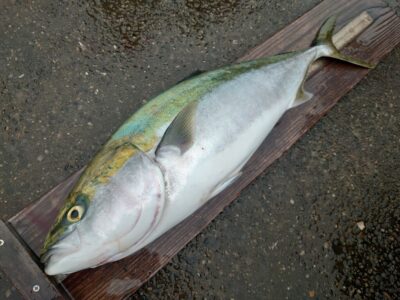 <p>沖の北 Gコンでブリ82cm！10時50分にミラクルヒット！諦めないって大事です♪</p>