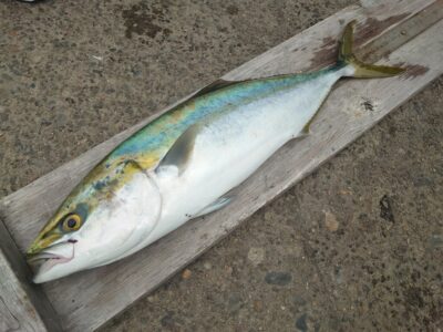 <p>沖の北 Gコンでメジロ65cm！10時45分にヒット！諦めないって大事です！</p>