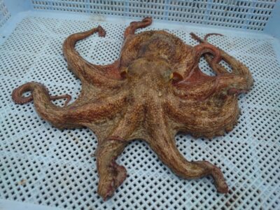 <p>タコ村様  沖の北内向き タコエギで新子タコ🐙</p>
