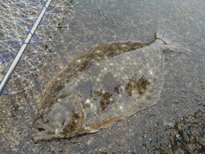 <p>沖の北外向き 飲ませ釣りで50cmくらいのヒラメ！</p>