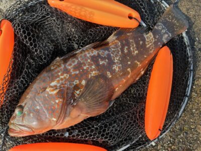 <p>名はまだ無い様　沖の北　エビ撒き釣りでアコウ41cm🎣</p>