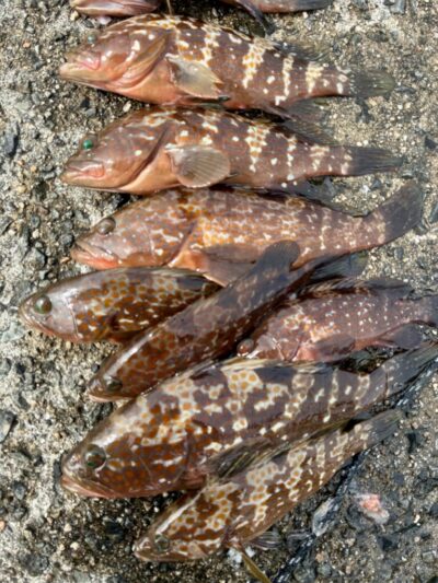 <p>名はまだ無い様② 沖の北　エビ撒き釣り　30cm前後のアコウ大漁🎣　撮影後全てリリース🐟</p>