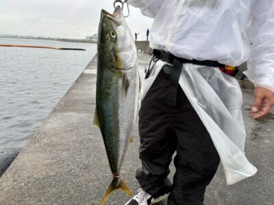 <p>新免(顔出しNG)様　沖の北ポンプ小屋奥の方　6時頃に湾岸ミノーでブリ85cm🎣</p>