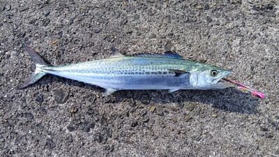 <p>にったこ様 沖の北  メタルバイブでサゴシ！8時にヒット！</p>