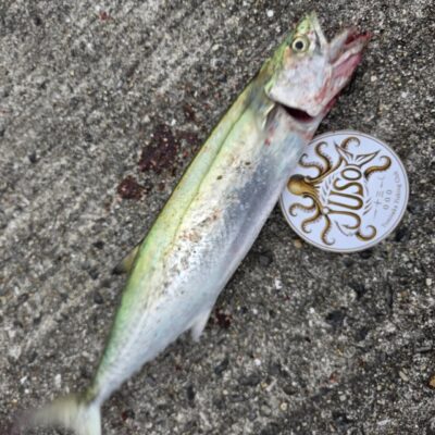 <p>富坂釣り倶楽部(現在会員1名)会長様 沖の北 ショアジギでサゴシ!</p><p> </p>