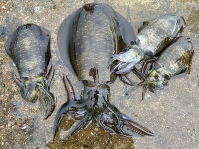 <p>釣れちゃう鼠  沖の北先端  エギングでアオリイカ！1番大きいのは胴長19cm、400gくらい♪</p><p>飲ませのアジもたまにイカにやられます。沖の北どこでも狙えるんですが、水深10mで沈めてる間にかなり流されるので青物狙いの間でやるのは無理ですね。内向きの空いてるところでやってください。</p>