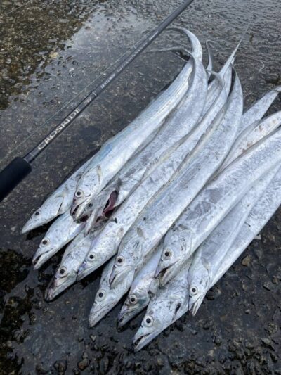 <p>上垣内様  沖の北  テンヤ（メジャクラ・銀龍）で朝タチ12本！</p>