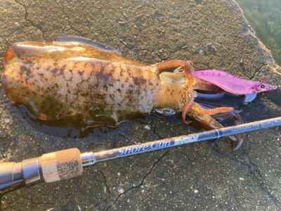 <p>釣れない猫🐱様  沖の北  スクイッドジャンキー・ハグハグ3.5号でアオリイカ！</p><p>サゴシに餌木を2つ切られたそうです。</p>