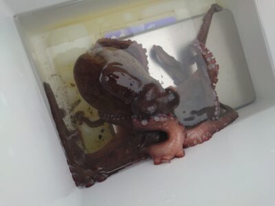 <p>中谷様  沖の北内向き タコエギで新子タコ🐙</p>