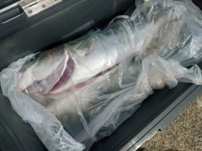 <p>真心様  沖の北奥の方  飲ませ釣りでメジロ2本！8時と10時にヒット！</p>