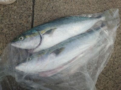 <p>超匿名希望様  沖の北  飲ませ釣りでメジロ！7時半と9時にヒット！</p>