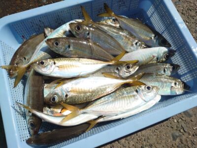 <p>フェニックス北野様   沖の北先端内向き  飛ばしサビキでアジ大漁！20cmまで</p><p>今日はかなり奥の方の内向きでも小アジは釣れたようです。最近はわりと内向きどこでも釣れてます。</p>