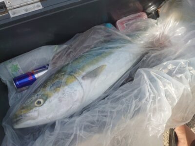 <p>真心様 沖の北奥の方 飲ませ釣りでブリ!</p>