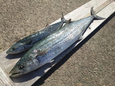 <p>沖の北  メタルバイブでサワラ！11時迎え便がくる直前にヒット！</p>