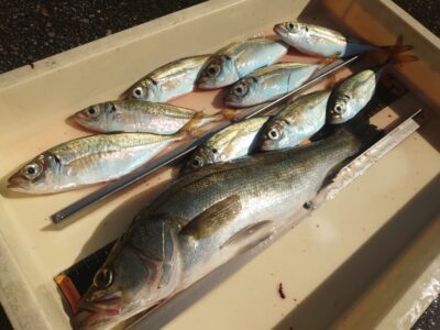 <p>川原様 沖の北外向き エビ撒き釣りで中アジとハネ!壁際の浅タナで。</p>